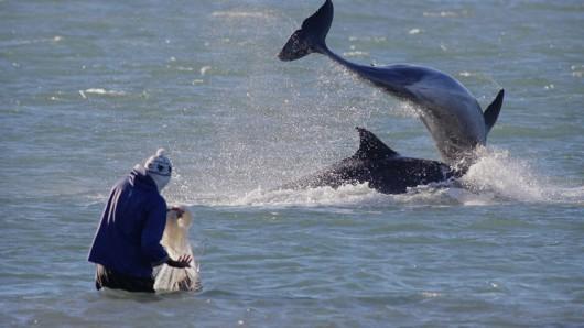 Cenas com os botos foram gravadas em Laguna para o Fantástico