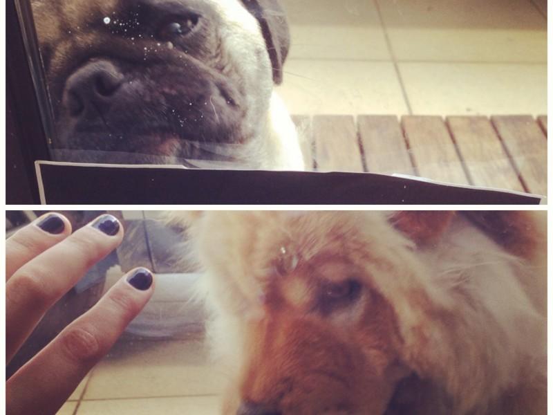 Procura-se Lola/ Fred