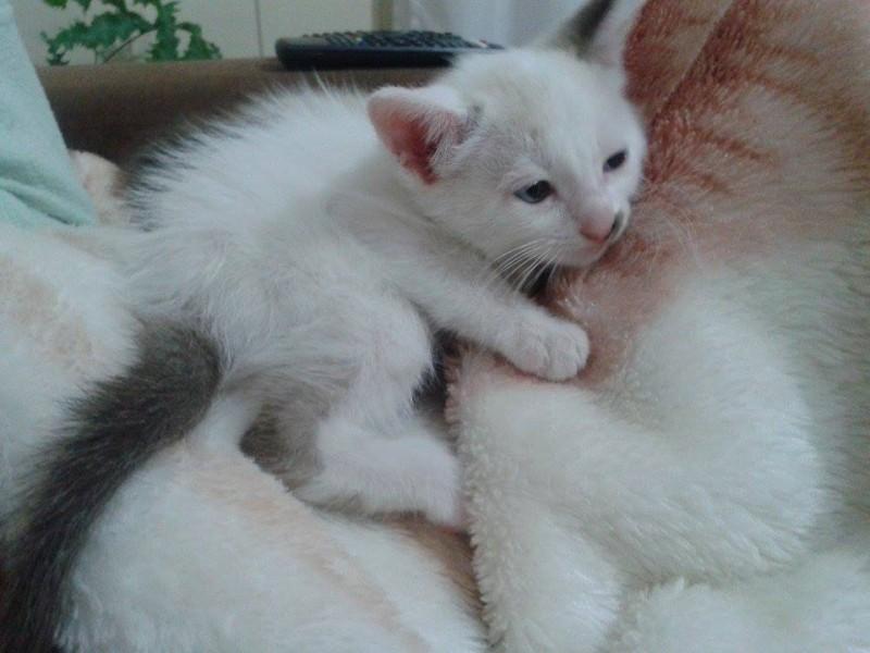 Animal encontrado no bairro N. Sra Da Salete