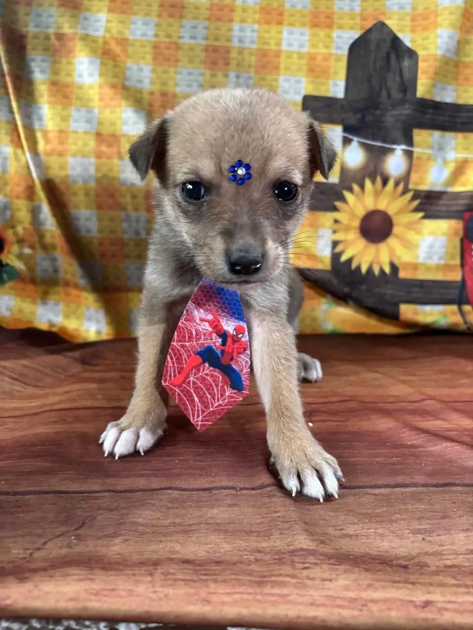 Animal para adoção - Peter