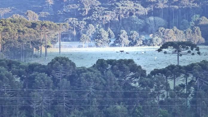 Serra Catarinense registra geada e temperatura de 1.7ºC nesta quarta-feira 