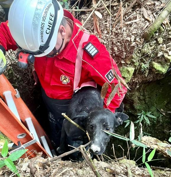 Cachorro desaparecido é resgatado em buraco por bombeiros 