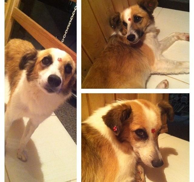 Animal encontrado no bairro Zona Sul