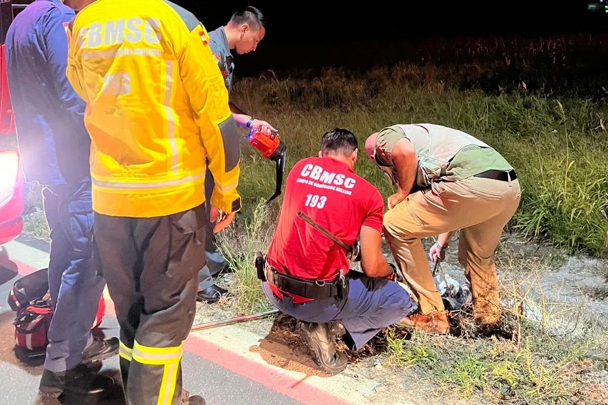 Jacaré é resgatado pelo Corpo de Bombeiros após ser atropelado