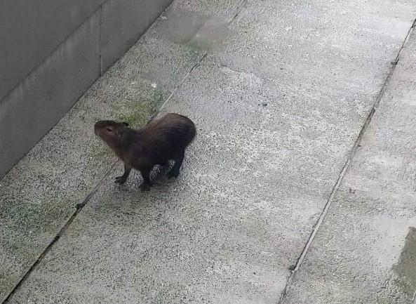 Criciúma: capivara é capturada em edifício comercial do Pio Corrêa 