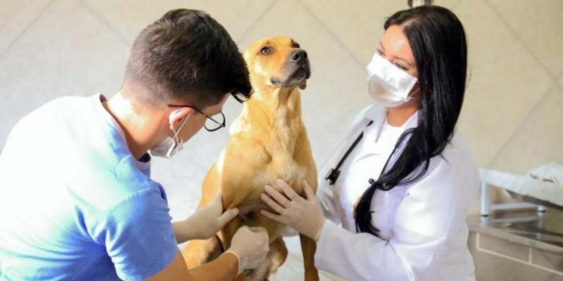 Içara: cobrança indevida por castração é denunciada na Fundai