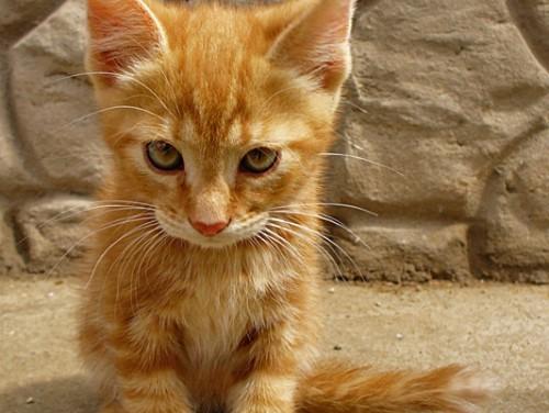 Já foi adotado! - Filhote de Gato para adoção