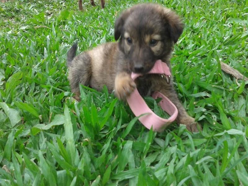 Animal para doação