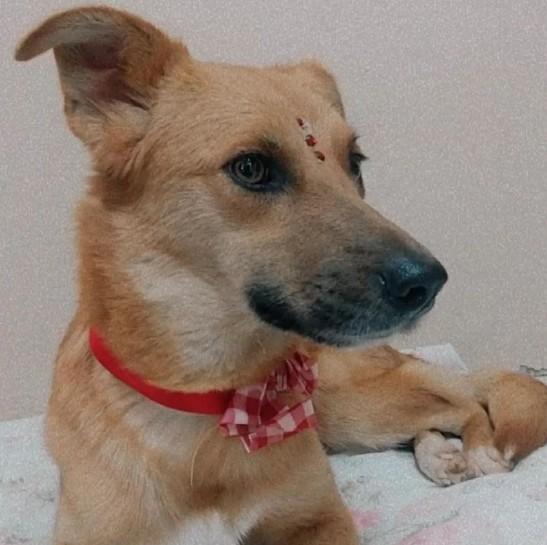 Moradora de Criciúma pede ajuda para pagar cirurgias de cachorra de rua atropelada por caminhão 