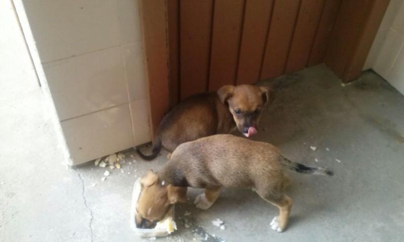 Animal encontrado no bairro Santa Luzia