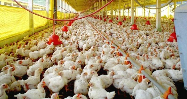 Avicultores pontuam melhoras na categoria com a JBS