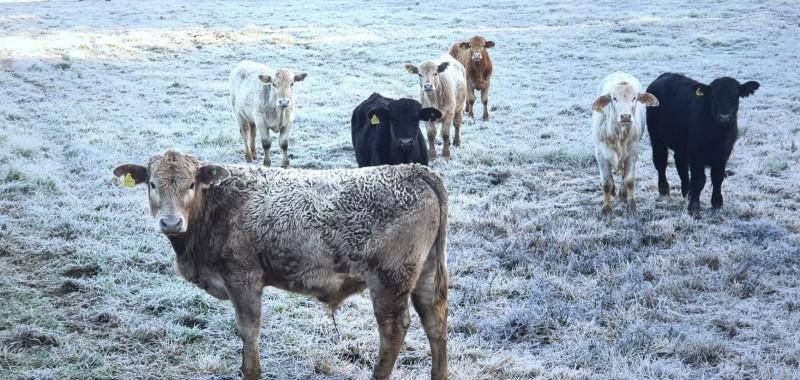 Frio ao amanhecer provocou congelamento de pastagens na Serra
