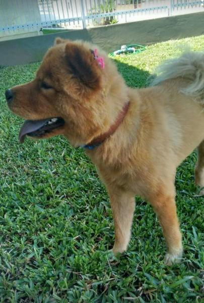 Animal encontrado no bairro Zona Sul