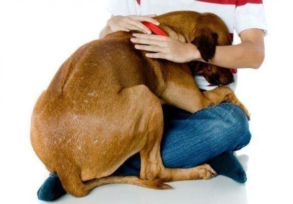 Copa do Mundo: como proteger o cachorro dos fogos de artifício?