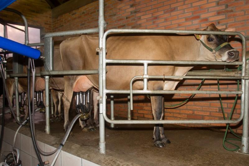 Novas regras para produção de leite no Brasil serão debatidas em Audiência 