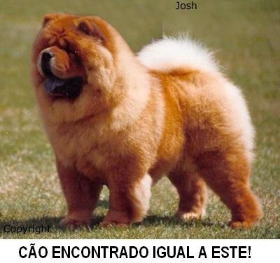 Chowchow está perdido