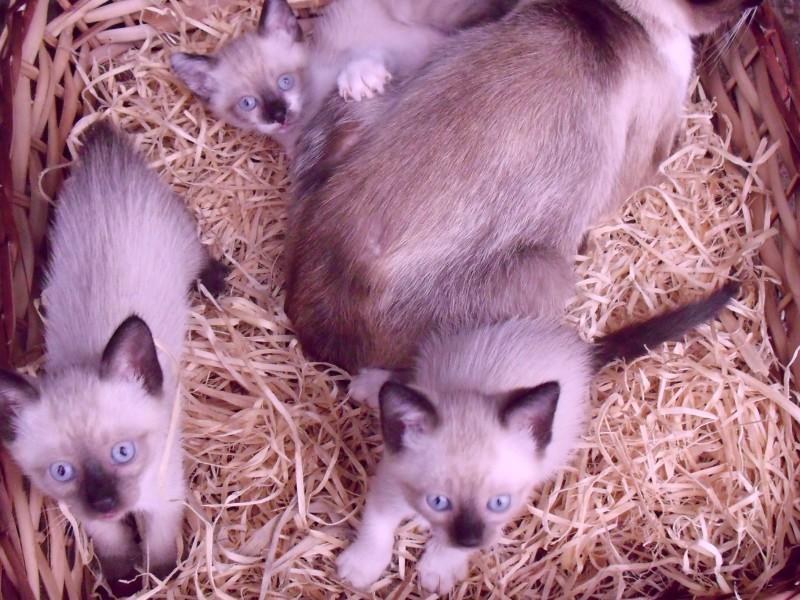 ADOTADOS!!! Filhotinhos siameses para adoção 