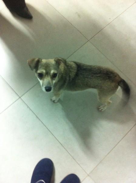 Animal encontrado no bairro Santa Catarina