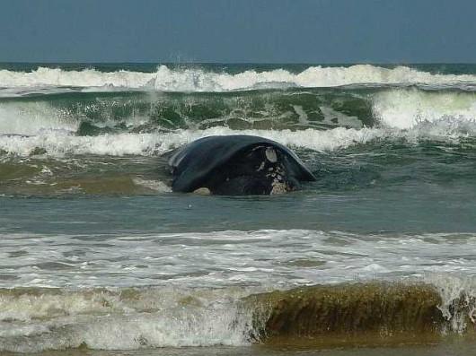Baleia encalha em Itapirubá