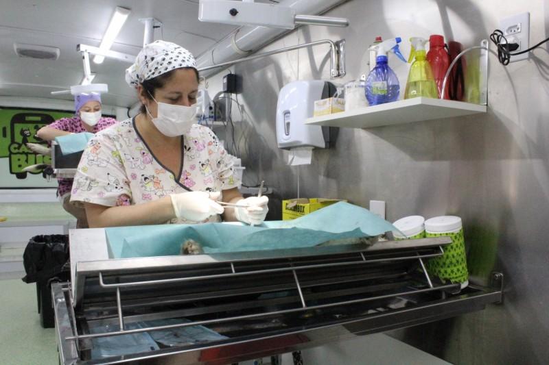 Mutirão em Maracajá resulta em mais de 70 animais castrados