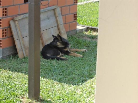 Procura-se cadela Cindi