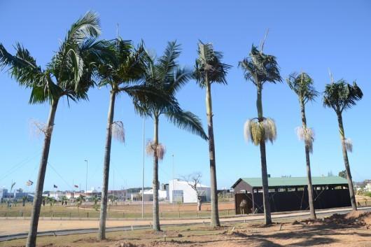 Parque das Nações ganha árvores adultas
