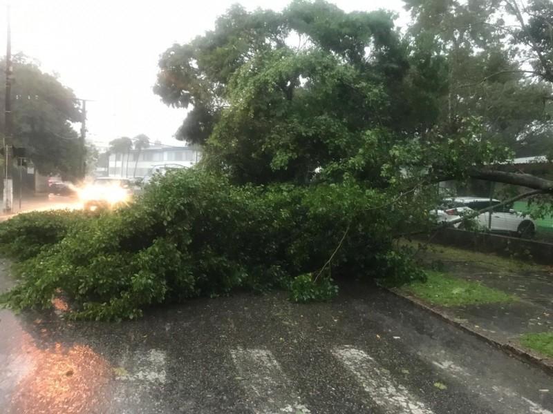 Alagamentos, quedas de árvores e destelhamentos: a forte chuva que caiu em Criciúma