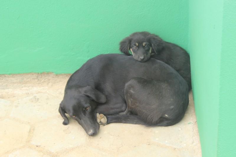Nova decisão exige que Laguna realize ações para o controle de zoonoses e bem-estar de animais de rua