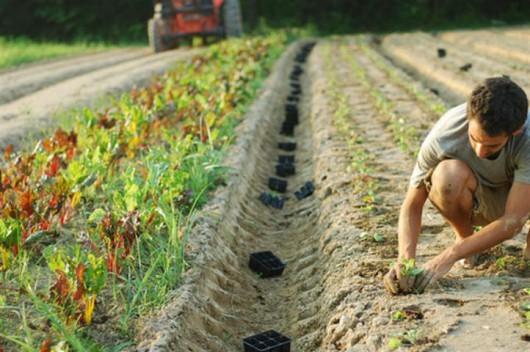 Wwoofing atrai jovens para trabalho voluntário em fazendas