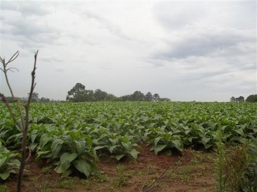 Colheita do fumo promete render bons frutos na região