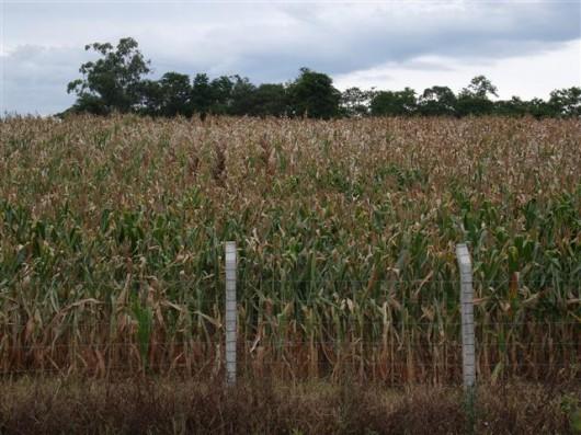 Epagri apresenta relatório ao Estado sobre as consequências da estiagem no Sul