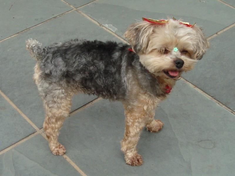 Procura-se Fifi