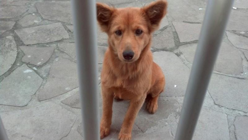 Animal encontrado no bairro Jardim Maristela