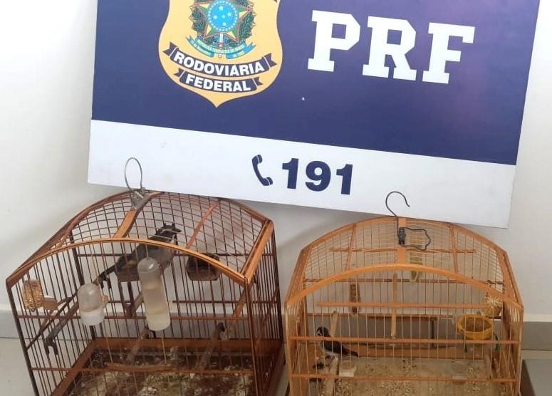 PRF localiza dois pássaros silvestres mantidos em cativeiro sem autorização do Ibama