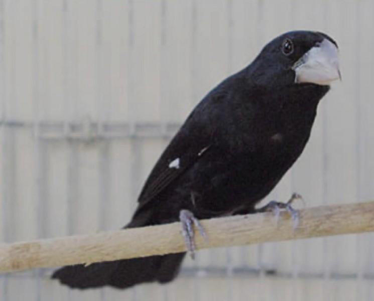 Santa Catarina reforça medidas de biosseguridade em eventos com aglomeração de aves