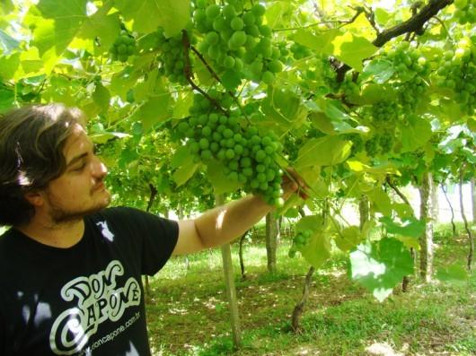 Região produz mais de 1,5 mil tonelada de uvas por ano