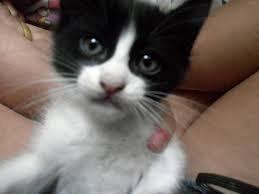 Animal encontrado no bairro Sta Catarina