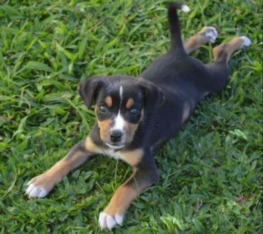 ADOTADA!! Cadelinha abandonada