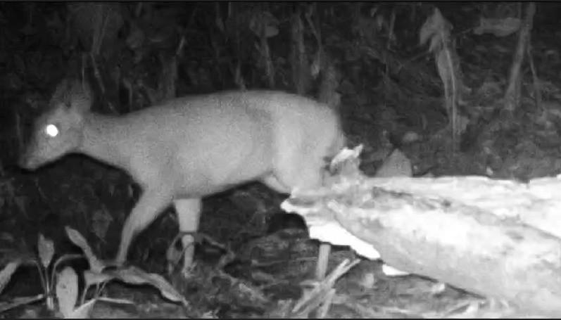 Projeto Faunativa registra em Criciúma animal considerado extinto 