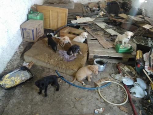 Sete filhotes são abandonados em um galpão