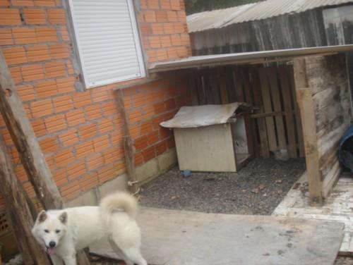 Procura-se Lola no bairro São Defende em Criciúma