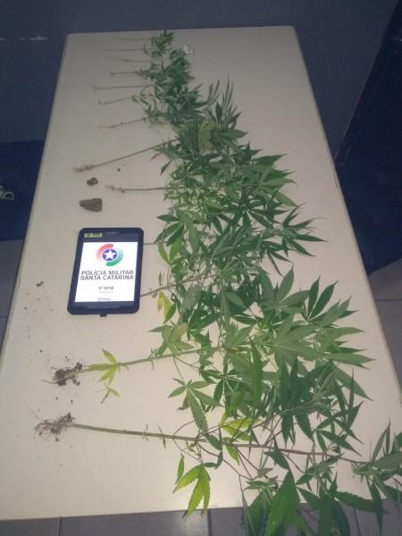 PM localiza plantio de maconha em residência