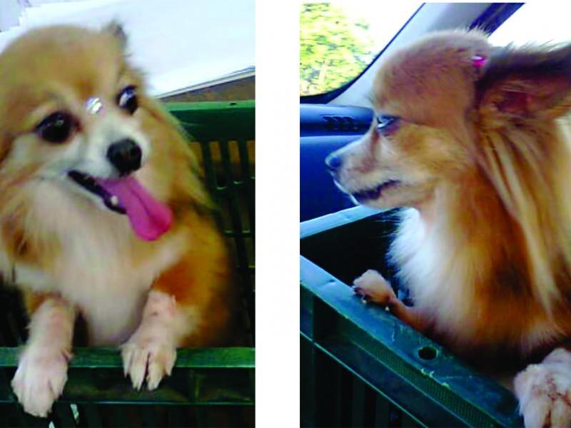 ENCONTRADA!!! Procura-se Layca