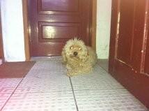 Animal encontrado no bairro Bairro Vera Cruz