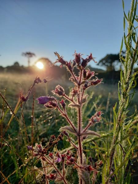 Serra catarinense registra geada ao amanhecer e temperatura de 2,4°C