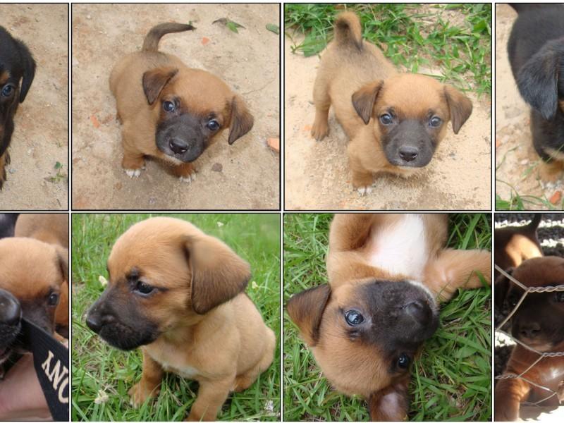 Animal encontrado no bairro Laranjinha
