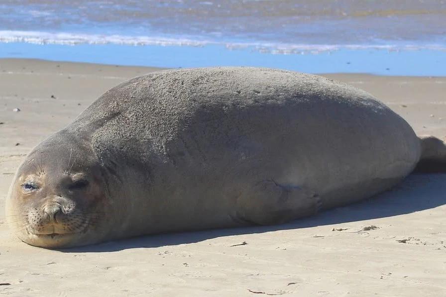 Elefantes-marinhos aparecem com mais frequência no Sul de Santa Catarina