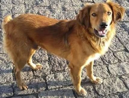 Animal para doação - Cachorro
