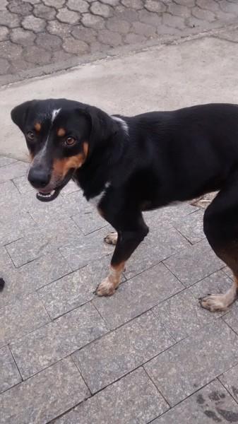 Animal encontrado no bairro Santa Catarina 