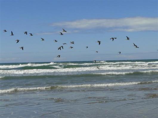 SC: Cinco praias do Litoral Sul apresentam pontos impróprios para banho